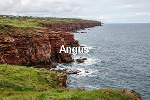 Angus