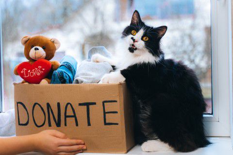 Cat sitting next to a box of clothes and toys to donate